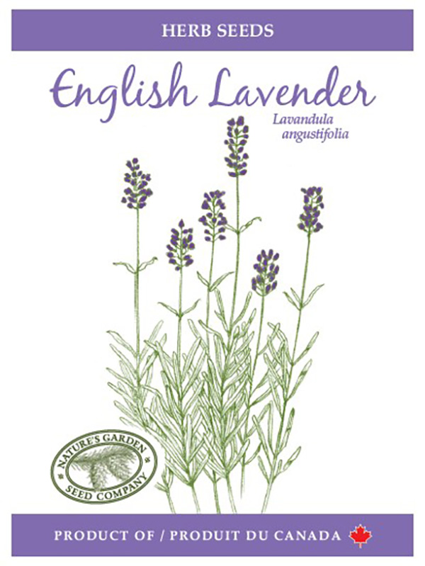 Seeds, English Lavender